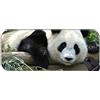 YENDOSTEEN Lungo xxl Mousepad, caviglia animale Panda antiscivolo Mousepad di gomma