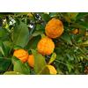 NONE CITRUS limon BUSH- albero di limone australiano nano- 10 semi freschi