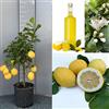 SAVINI VIVAI L'ARTE DI FARE NATURA SAVINI VIVAI Pianta di Limone Albero Agrumi Limone Zagara Bianca in Vaso da 20 cm Altezza 70 cm 2-3 Anni di innesto Made Italy