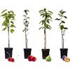 Plant in a Box - Alberi da frutto - Set di 4 - Melo, Ciliegio, Pero e Susino - Altezza 60-70cm - Vaso 9cm - Piante resistenti al freddo per giardino, terrazzo e balcone