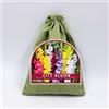 Nojaus Sėklos Nojus City Bloom Gladioli Fiesta 25 - Mix di Bulbi di Gladiolo Colorati, Fiori Estivi Vivaci per Giardino, Aiuole, Bordure e Fiori Recisi - 25 Pezzi
