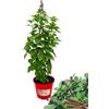 P. Piantine da Orto | Basilico Liquirizia, Pianta in Vaso Diametro 14 cm, Pianta Pronta per il Trapianto, Pianta Vera, Vivaio Italiano