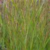 Generic Panicum virgatum, ornamentale, resistente balcone ornamentali resistenti, ideali per vasi, ufficio, ombra, stanza tappezzante decorazione 160semi