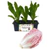 P. Piantine da Orto | Radicchio Rosa Mantovano, Kit 9 Piantine, Pianta Pronta per il Trapianto, Pianta Vera da Orto, da Balcone e da Esterno, Vivaio Italiano