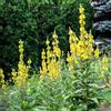 Generic semi Verbascum thapsus - verbasco tetti verdi giardino per ufficio primaverili giardino di al coperto serre balcone 250pcs
