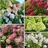 Generic semi di ortensia paniculata, Hydrangea paniculata, raro giardino roccioso decorazione del soggiorno rampicanti giardino balcone tappezzanti 120pcs