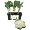 P. Piantine da Orto | Broccolo Verona Precoce, Pianta da Orto o Balcone Pronta al Trapianto, Kit da 6 Piantine, Pianta Vera da Esterna, Vivaio Italiano