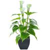 Beebel Fiore artificiale, calle in vaso con vaso nero, decorazione per casa, ufficio, interni ed esterni Fiore finto bianco.