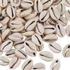 PONABEADIY 1 scatola Da 100 pezzi Da 18~22.5mm di Conchiglie di Ciprea Naturali, Perline Da Spiaggia, con Dorso Aperto, A Spirale, Lisce, Ovali, Estive, Mare, Hawaii, Perline di Conchiglie Sciolte per