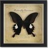HAOYISHU Farfalla incorniciata, Vera Farfalla di Tassidermia collezione di insetti di in Cornice Legno Fatta a Mano, perfetta per lo studio delle scienze e decorazione gotica (Farfalla Elena Bianca)