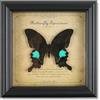 HAOYISHU Farfalla incorniciata, Vera Farfalla di Tassidermia collezione di insetti di in Cornice Legno Fatta a Mano, perfetta per lo studio delle scienze e decorazione gotica (Farfalla Pavone)