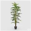 Enzo De Gasperi EDG Enzo De Gasperi Pianta Palma Areca con Vaso H180 cm (45FG)