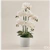 Enzo De Gasperi EDG Enzo De Gasperi ORCHIDEA PHAL.PIANTA X5 C/VASO H 65 CM BIANCO