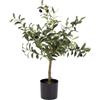 BIZZOTTO PIANTA ULIVO CON VASO H65 0173146