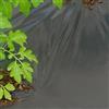 TENAX DOT Cover 1,50x20 m Nero, Film microforato antierbacce per pacciamatura, Ideale per ortaggi e Fragole (Rotolo)
