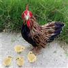 Decorazione Realistica Del Modello di Gallina con 4 Figure di Pulcini per