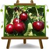 EURO PLANTS VIVAI Ciliegio Dolce Celeste Pianta da Frutto età 2 anni | varietà moderna e autofertile - Vaso 20 cm Altezza 150-170 cm