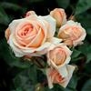 Rose Barni Lady Capri®, rosa viva di Rose Barni®, rosa in vaso rifiorente, fiori grandi a coppa, profumo intenso, colore crema albicocca, cod. 71352