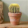 GardenersDream Echinocactus Grusonii "Cuscino della Suocera" GardenersDream in vaso Fantastica pianta grassa da interno con spine dorate, ideale per purificare l'aria su scrivanie e mensole