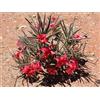 Generico ADENIUM OLEIFOLIUM - 5 SEMI semi freschi