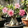 Generic Rizomi di rosa del deserto rosa - Rari balcone da interno 1bulbi