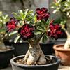 Generic Rizomi di rosa del deserto nero - Rari balcone da interno 5bulbi
