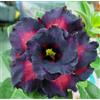 Generico 5 Semi Di ADENIUM OBESUMblack eagle Desert Rose semi freschisemi freschi
