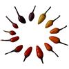 Samenchilishop Bolivia Rainbow Chili 10 semi -ARCO DI PIOGGIA CHILI- **Ottima varietà**