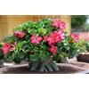 Generico 5 SEMI DI ADENIUM OBESUM NANO Desert Rose semi freschi
