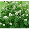 AMDGarden Pianta di Ortensia Fiore Bianco Pannocchia QUERCIFOLIA ALICE in Vaso 18 cm Varietà Rifiorente Ideale per Esterni