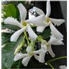 Vivaio di Castelletto Falso Gelsomino Rhyncospermum jasminoides 12 piante in vaso bio ø8 cm Vivaio di Castelletto