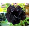 Generico 5 Semi Di ADENIUM OBESUMblack double Desert Rose semi freschi