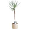 KENTIS - Eucalyptus Gunnii - Alberello Eucalipto - Piante Vere da Esterno Resistenti - Pianta da Giardino Antizanzara - H 40-50 cm Vaso Ø 15 cm