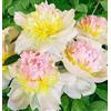 Generic 5 pezzi bulbes de pivoine adatti principianti principianti giardiniere facile entretien variété entrée de gamme couleurs misti rari paesaggi pastorali