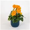 le Georgiche Vivai le Georgiche - Pianta vera di Crossandra Fortuna Crossandra infundibuliformis 'Fortuna' Fiore di petardo, Fiore del fuoco - vaso Ø 9 cm - altezza alla vendita 10-15 cm