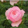 Rose Barni The Mill on the floss®, rosa viva di Rose Barni®, rosa in vaso English Roses®, fiori grandi a coppa, profumo intenso, colore rosa con bordo lilla, cod. 71270