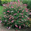 GardenersDream 1 pianta di arbusto deciduo Buddleia 'Pink Delight', nota come farfalla bush, in vaso per il giardino.