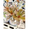 Generico 5 SEMI DI ADENIUM OBESUM Nin Kan Desert Rose semi freschi