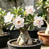 Generic Rizomi di rosa del deserto bianco - Rari balcone da interno 4bulbi