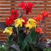 HONGDET Lampadine Di Canna Vivaci E Un Alto Valore Ornamentale Adatte Per La Piantumazione In Giardino All'Aperto Canna è Alto Richiedono Poca Manutenzione -3bulbs-C