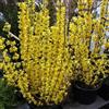 le Georgiche Vivai le Georgiche - Pianta vera di Forsythia x intermedia Goldrausch Forsythia x intermedia 'Goldrush' Forsizia 'Goldrausch' - vaso Ø 15 cm - altezza alla vendita 20-30 cm