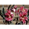 Generico ADENIUM SOMALENSE VARIETA' CRISPUM 5 SEMI semi freschi