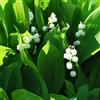 le Georgiche Vivai le Georgiche - Pianta vera di Convallaria majalis Mughetto, Lacrime della Madonna - vaso Ø 9 cm