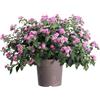 eGarden.store Pianta vera di Lantana Camara varie colorazioni ornamentale fiorita da esterno venduta da eGarden.store (Lilla v.27 cm)