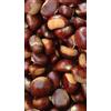 Generico Pianta di Castagno Marrone Marsol in Vaso da 15 cm