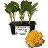 P. Piantine da Orto | Cavolfiore Arancione, Kit da 6 piantine, Pianta Pronta per il Trapianto, Pianta Vera da Orto, da Balcone, e da Esterno, Vivaio Italiano