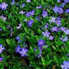 GardenersDream 1 x Vinca minor, piccola pervinca azzurra, arbusto sempreverde resistente da giardino in vaso.