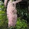 le Georgiche Vivai le Georgiche - Pianta vera di Wisteria floribunda Rosea Wisteria floribunda f. rosea 'Hon-beni' Glicine giapponese 'Honi-beni' - vaso Ø 15 cm - altezza alla vendita 40-60 cm