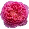 Rose Barni Boscobel®, pianta viva di Rose Barni®, rosa in vaso English Roses®, fiori grandi a coppa, profumati, colore rosa salmone, cod. 71048.
