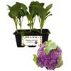 P. Piantine da Orto | Cavolfiore Viola, Kit da 6 piantine, Pianta Pronta per il Trapianto, Pianta Vera da Orto, da Balcone, e da Esterno, Vivaio Italiano